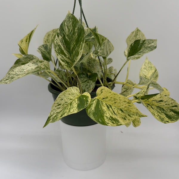 How to Care for Pothos Snow Queen