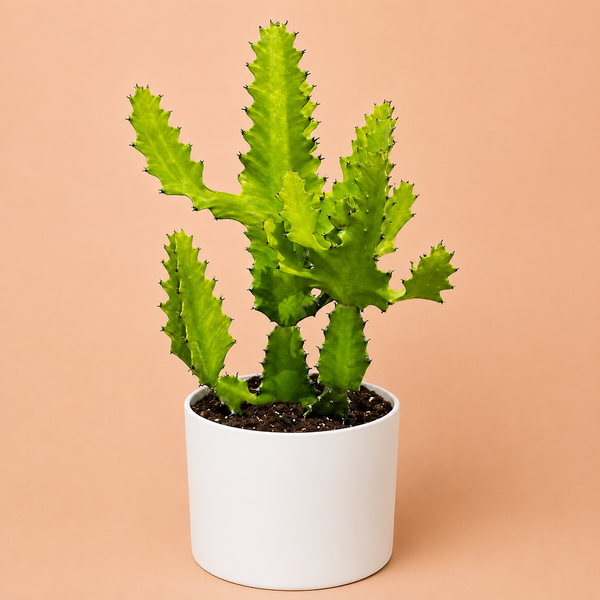 How to Care for Large Euphorbia Trigona