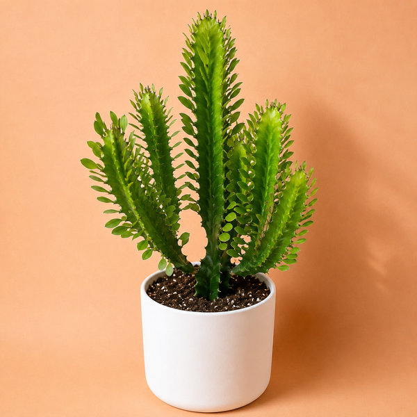 How to Care for Large Euphorbia Trigona 'Mint'