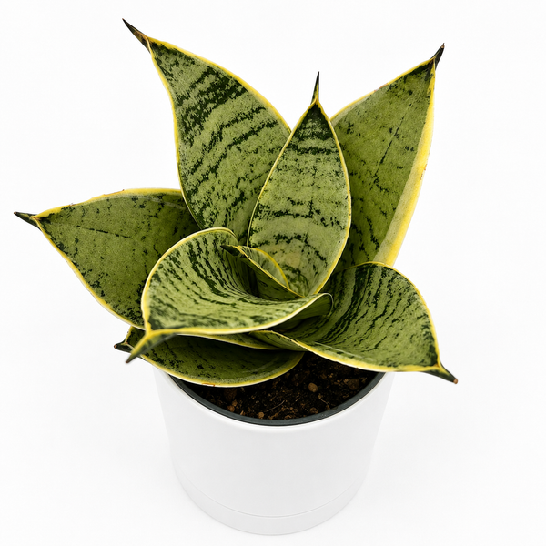 How to Care for Sansevieria Hahnii 'Silver Star'
