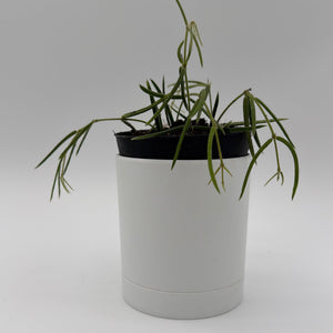 How to Care for Hoya Linearis