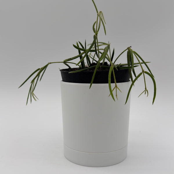 How to Care for Hoya Linearis