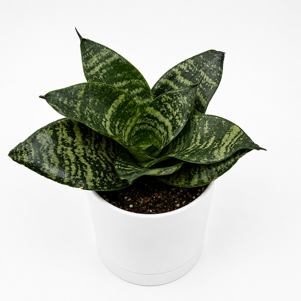 How to Care for Sansevieria Hahnii 'Forest Star'