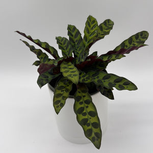 How to Care for Calathea Lancifolia
