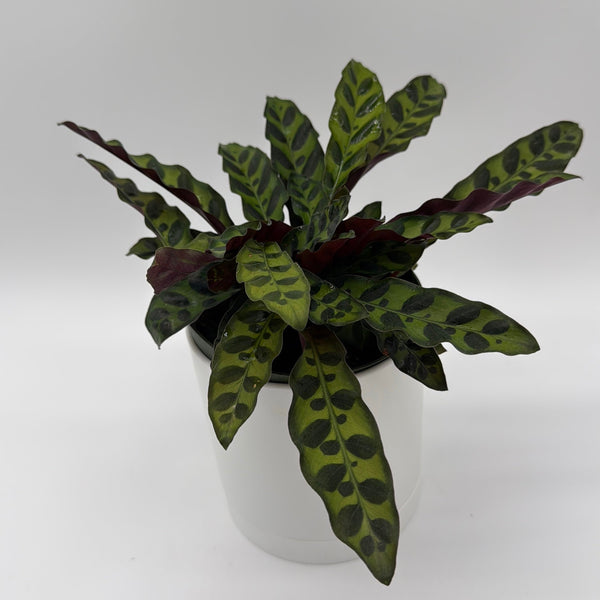 How to Care for Calathea Lancifolia