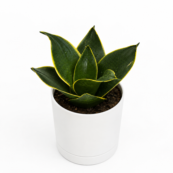 How to Care for Sansevieria Hahnii 'Black Star'