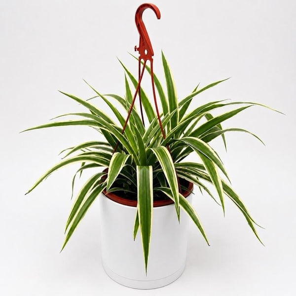 How to Care for Chlorophytum Comosum (Spider Plant)