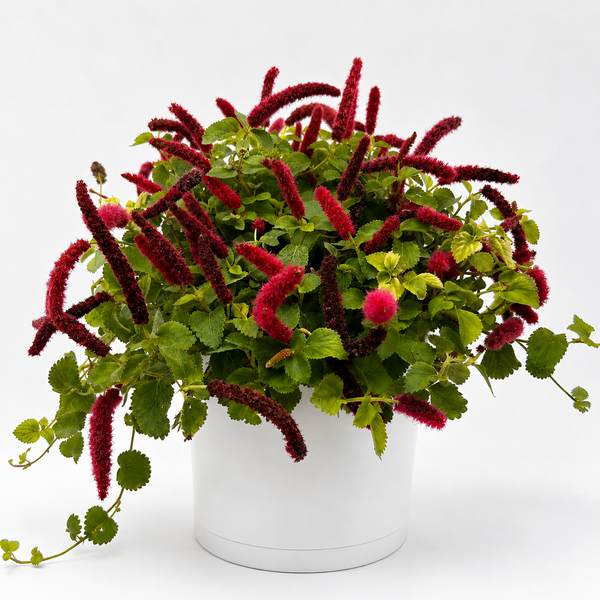 How to Care for Acalypha Hispida 'Copperleaf'