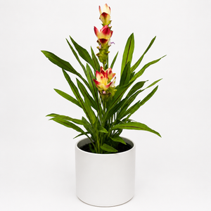 How to Care for Pink Siam Tulip