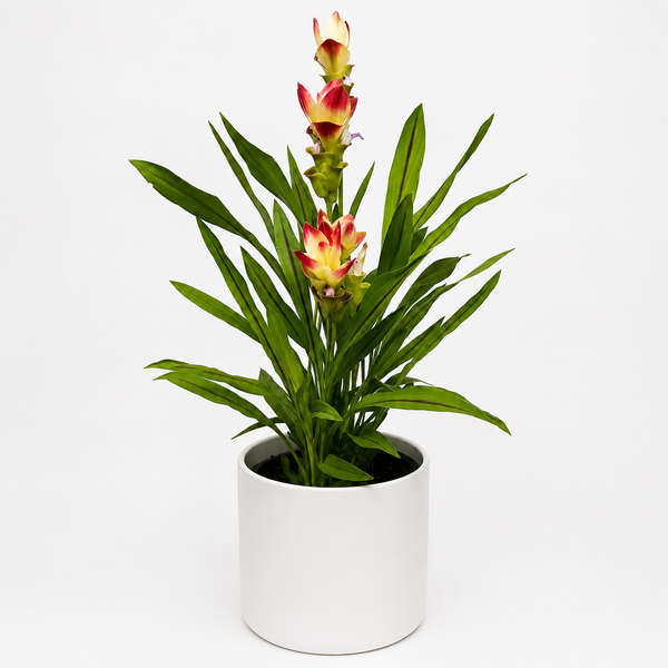 How to Care for Pink Siam Tulip