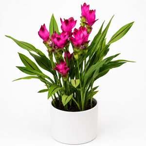 How to Care for Ruby Siam Tulip