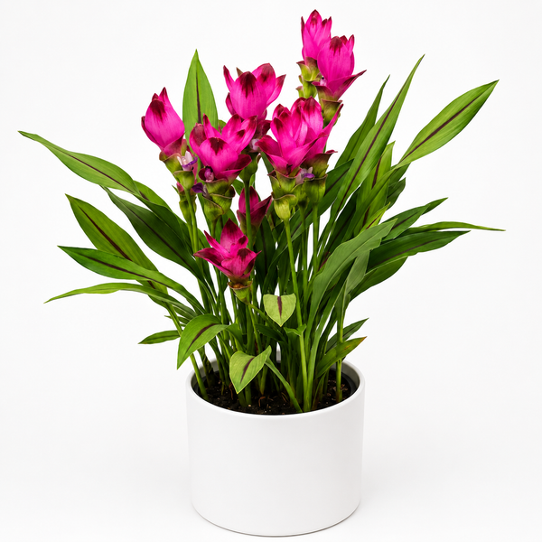 How to Care for Ruby Siam Tulip