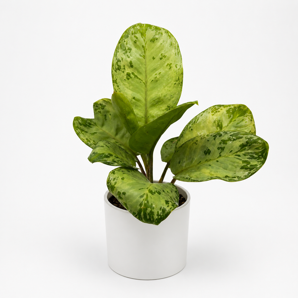 How to Care for Aglaonema 'Seafoam Woody'