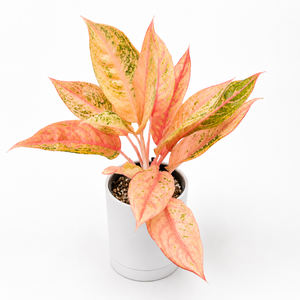How to Care for Aglaonema 'Mulan'