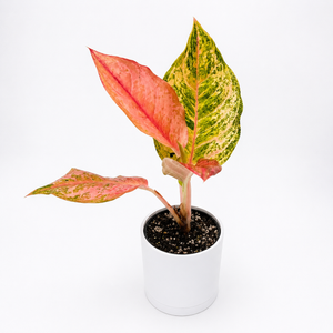 How to Care for Aglaonema 'Light of Diamond'