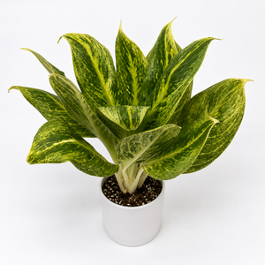 How to Care for Aglaonema Honey Lemon