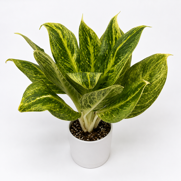 How to Care for Aglaonema Honey Lemon