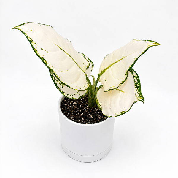 How to Care for Aglaonema 'White Snow'