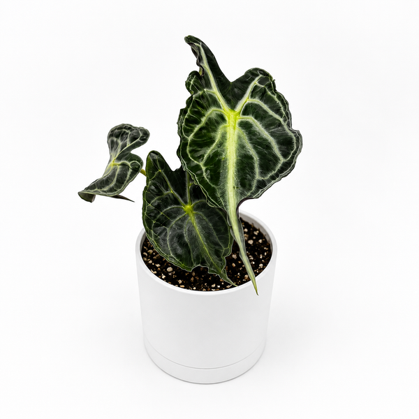 How to Care for Alocasia 'Venom'