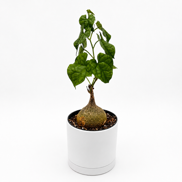 How to Care for Gerrardanthus Macrorhizus 'Bigfoot'