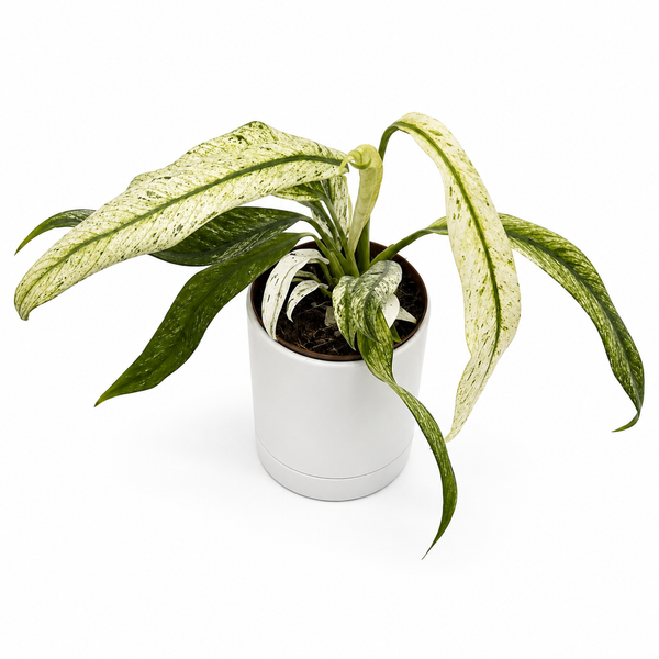 How to Care for Epipremnum Giganteum 'Variegata'