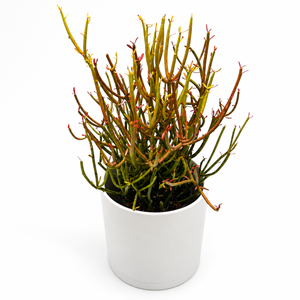 How to Care for Euphorbia Tirucalli 'Firesticks'