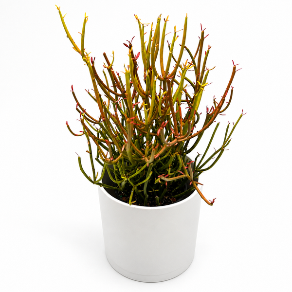 How to Care for Euphorbia Tirucalli 'Firesticks'