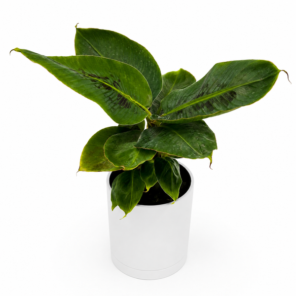 How to Care for Banana 'Musa Tropicana'