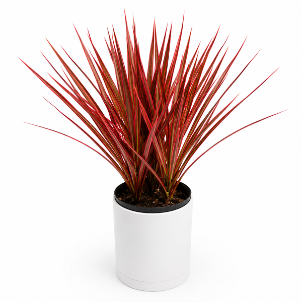How to Care for Dracaena Marginata 'Colorama'