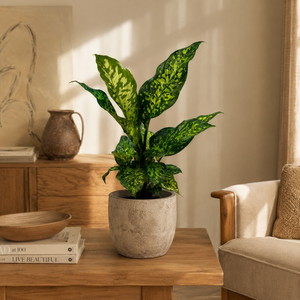 How to Care for Large Dieffenbachia Reflecta 'Cheetah'