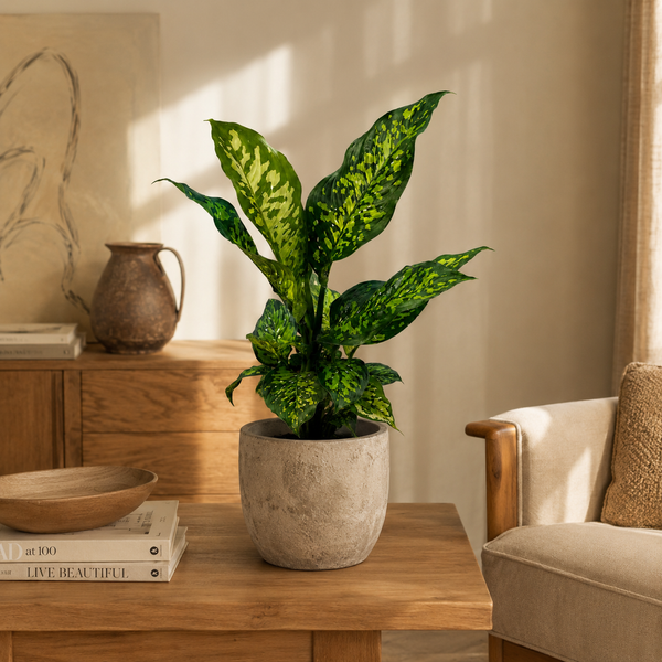 How to Care for Large Dieffenbachia Reflecta 'Cheetah'