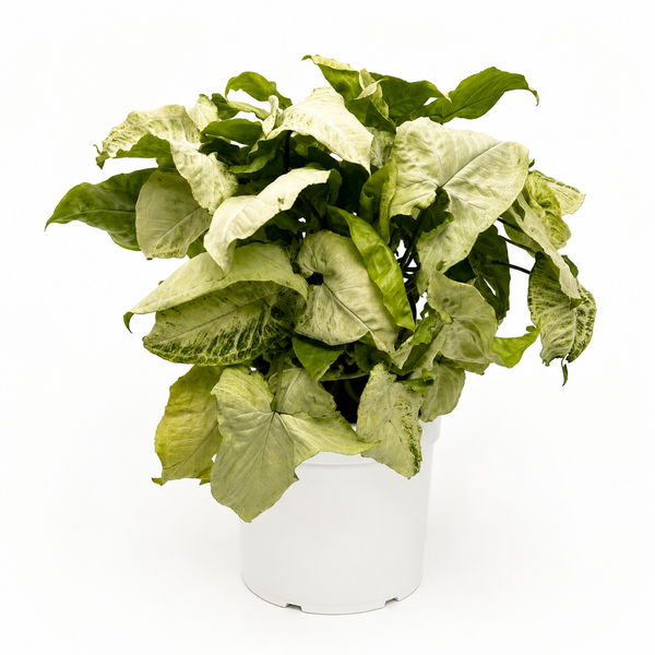 How to Care for Syngonium 'Snow White'