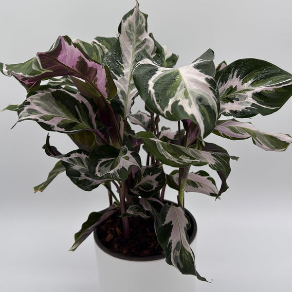 How to Care for Calathea White Fusion