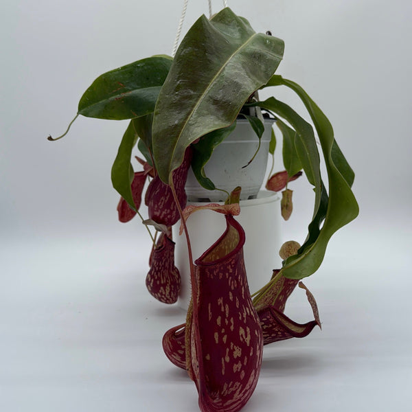 How to Care for Nepenthes Gaya (Tropical Pitcher Plant)