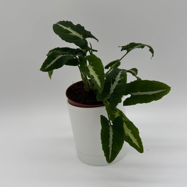 How to Care for Syngonium Wendlandii