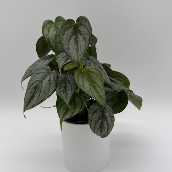 How to Care for Philodendron Brandi