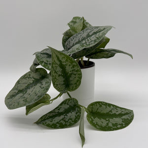 How to Care for Silver Pothos (Scindapsus Exotica)