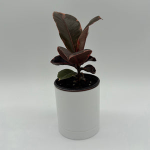 How to Care for Ficus Elastica Ruby