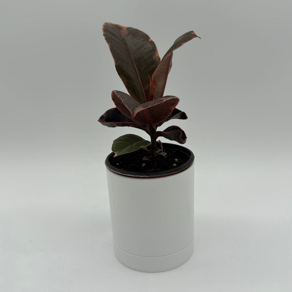 How to Care for Ficus Elastica Ruby
