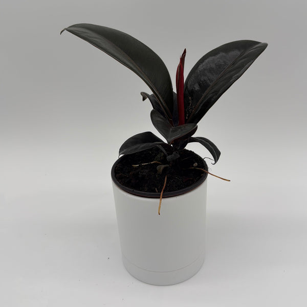 How to Care for Ficus Elastica Burgundy