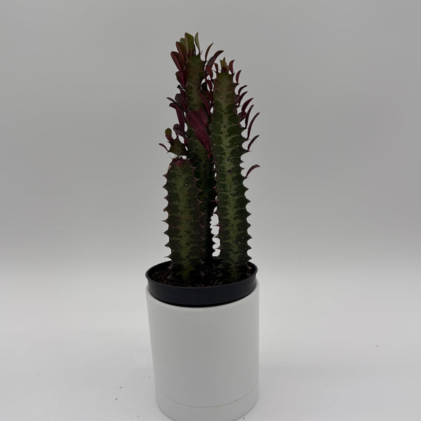How to Care for Euphorbia Trigona (Red)