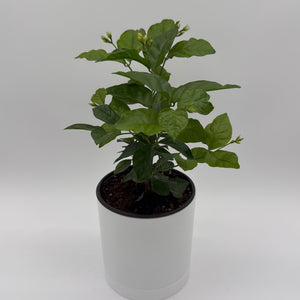 How to Care for Jasmine Bush (Mo Samba)