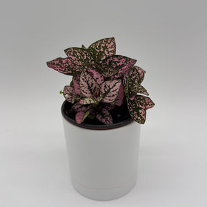 How to Care for Hypoestes Phyllostachya (Polka Dot Plant)