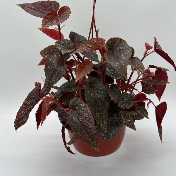 How to Care for Begonia Pink Spot