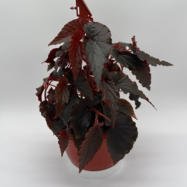 How to Care for Begonia Black Magic