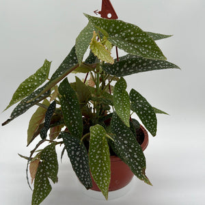 How to Care for Begonia White Spot