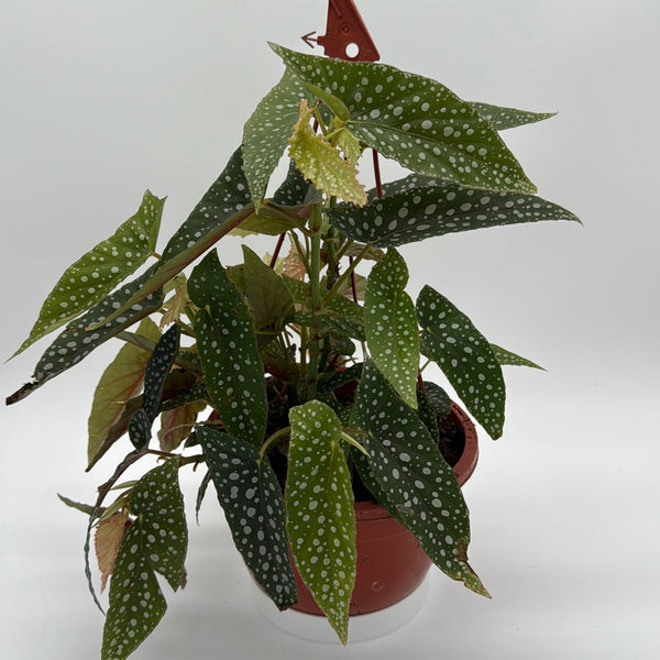 How to Care for Begonia White Spot