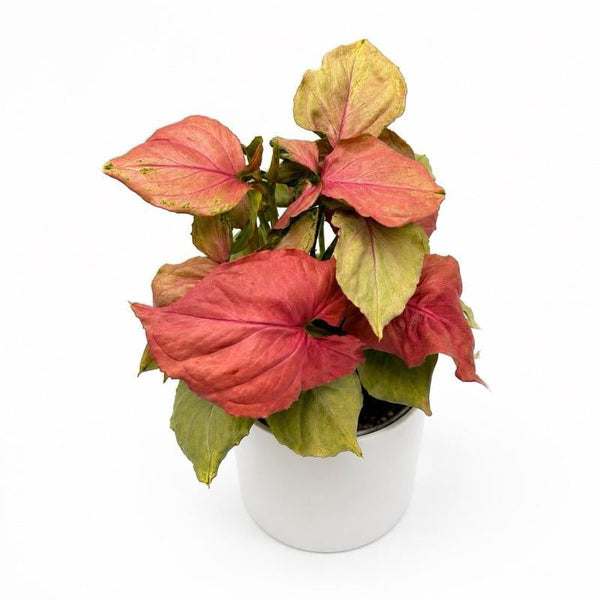 How to Care for Syngonium 'Pink Quartz'