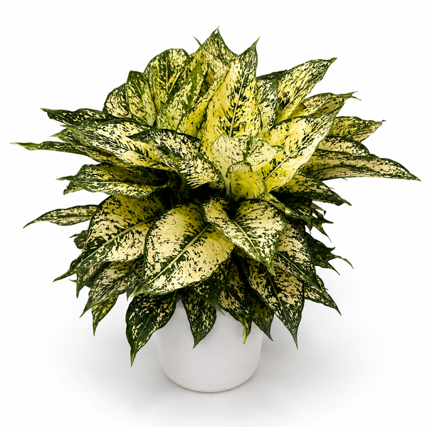 How to Care for Aglaonema 'White Stardust'