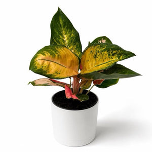 How to Care for Aglaonema 'Golden Kiss'